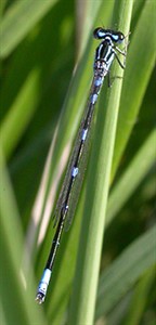 Male Variable Damsel 2 © John Muddeman